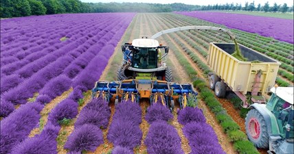 Lavender Harvest & Oil Distillation | Valensole - Provence - France ????| large and small scale